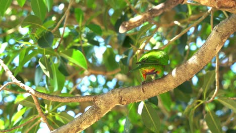 Nahaufnahme-Des-Rückens-Eines-Wilden-Regenbogenlorikeets,-Der-Auf-Einem-Baumzweig-Spazieren-Geht,-Guano-Ausscheidet,-Stickstoffhaltige-Abfälle-Vor-Grünem-Laubhintergrund-Bei-Hellem-Tageslicht