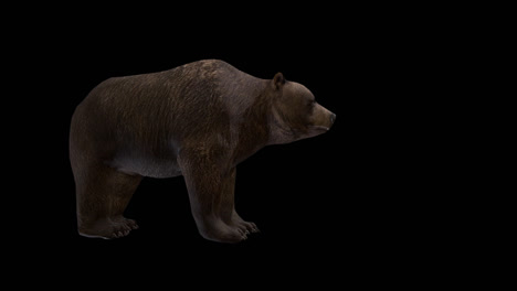 Brown Bear With Alpha Channel