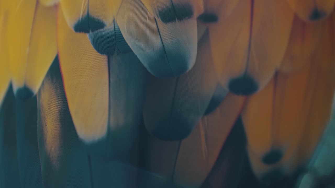 plumaje de loro guacamayo rojo amazónico en la selva tropical