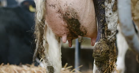 milky cows ready for milking on farm milk production 6