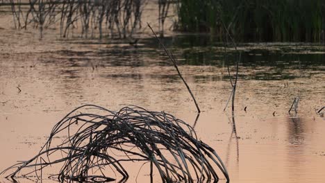 grass growing in the lake with ducks swimming in the background at dusk