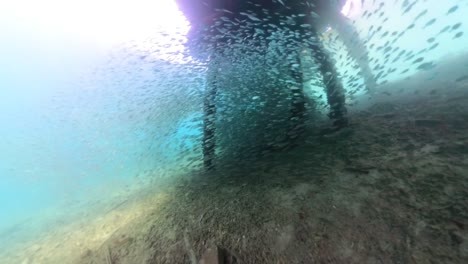 insta 360 imágenes bajo el agua