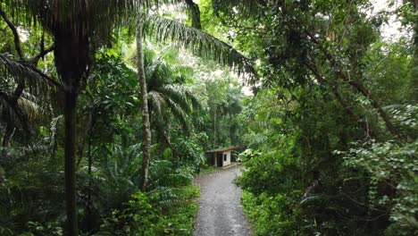 Moviéndose-A-Través-De-Un-Camino-Entre-Una-Jungla-Hacia-Un-Pequeño-Lugar-Construido-En-El-Bosque-De-Panamá-Gamboa