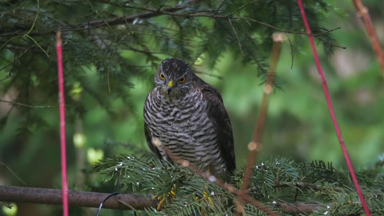 воробьев ястреб сидит на ветке и ищет жертву.