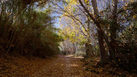 Leave-following-on-poplar-forest-in-autumn-on-a-sunny-day-with-sun-flares