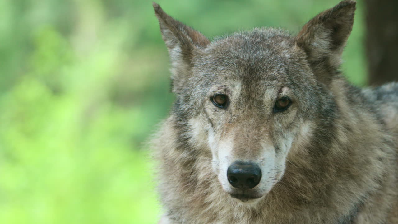 retrato en primer plano del lobo gris con fondo de naturaleza bokeh