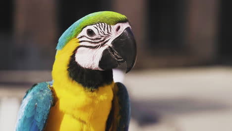 close up of the beautiful blue-and-gold macaw, blue-and-yellow macaw with blurry background