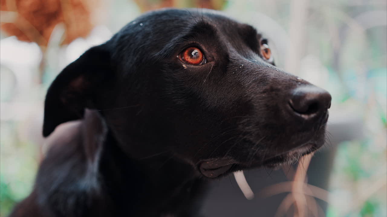 Close up of a black dog's expressive eyes and face