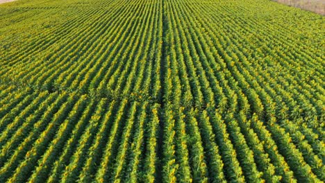 Beautiful Sunflowers Covering the Horizon, buin, metropolitan region, Chile