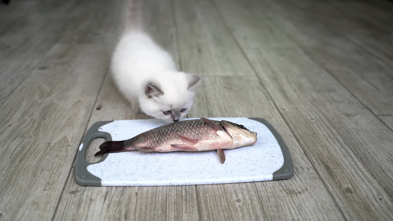 Cat licking over the fish. Hungry funny cat eating from the plate fresh fish