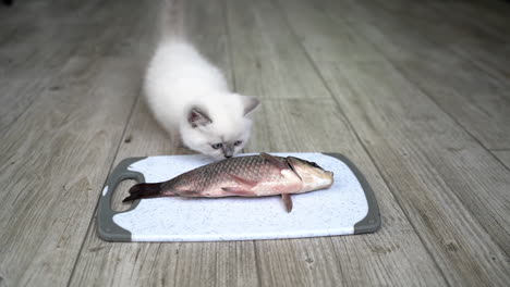 cat licking over the fish. hungry funny cat eating from the plate fresh fish