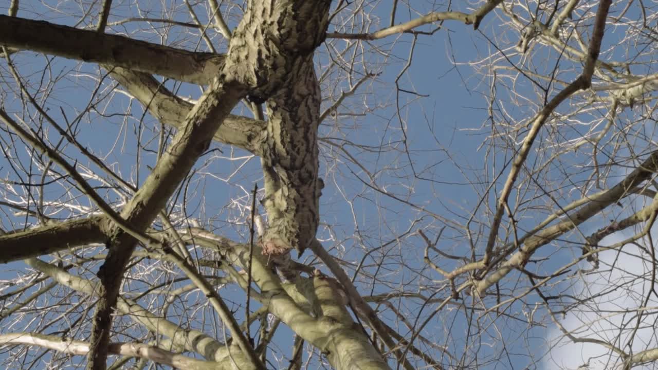 View of blue skies through bare winter trees panning shot