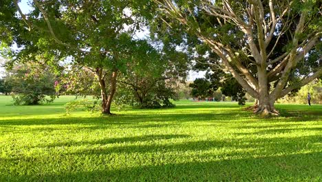 lush green park with sunlight filtering through trees, creating a tranquil atmosphere. captured on the gold coast, australia