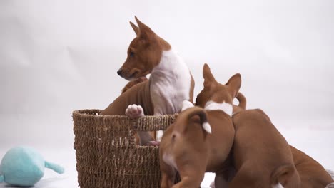 laugh along with these amusing small basenji dogs as they play and explore inside a bin, showcasing their delightful antics in this entertaining stock footage