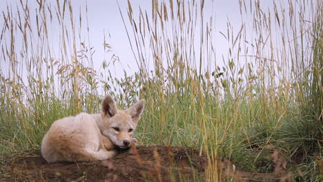 Cachorro-De-Coyote-Acostado-En-La-Entrada-De-La-Guarida-Esperando-A-La-Madre