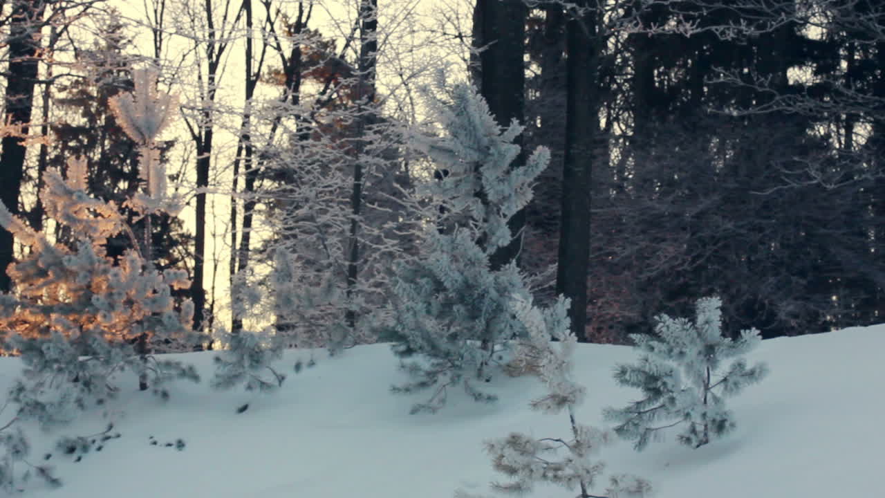 Sollys i vinterskov. Træer i modlys i snedækket landskab. Solnedgang i skoven.