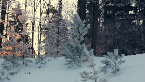 Luz-Del-Sol-En-El-Bosque-De-Invierno.-árboles-Retroiluminados-En-Escena-Nevada.-Puesta-De-Sol-En-El-Bosque