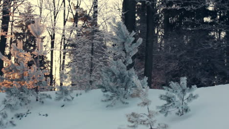 luz del sol en el bosque de invierno. árboles retroiluminados en escena nevada. puesta de sol en el bosque