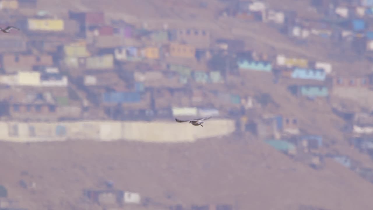 Franklin's gull flying and shaking with hillside houses in background, Pantanos de Villa, Peru