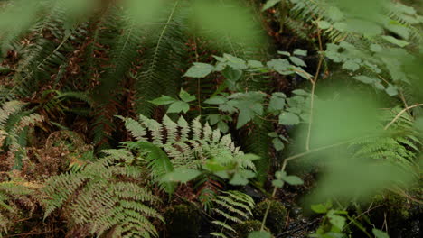 Nahaufnahme-Von-Blättern-Und-Einem-Kleinen-Fluss-In-Einem-Wald-In-4k