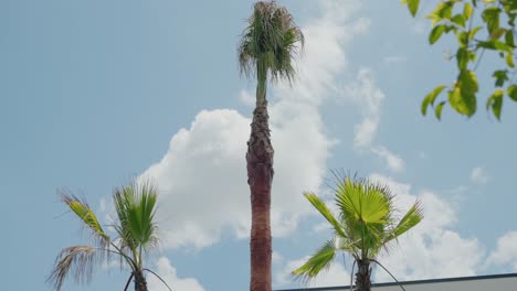 Altas-Palmeras-Contra-Un-Cielo-Azul-Con-Nubes,-Resaltando-Un-Ambiente-Tropical-Y-Sereno-Al-Aire-Libre