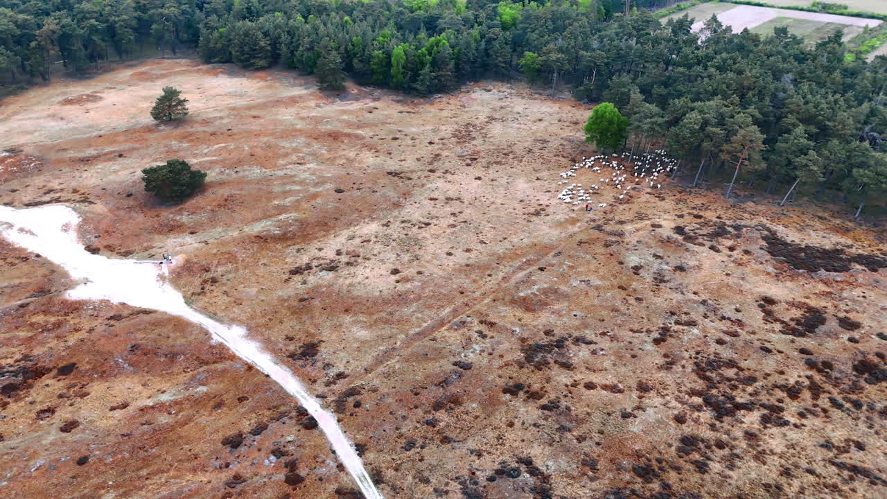 Dutch landscape with grazing sheep. In the Netherlands, a tranquil landscape features a sandy path and grazing sheep. Lush trees frame the natural beauty