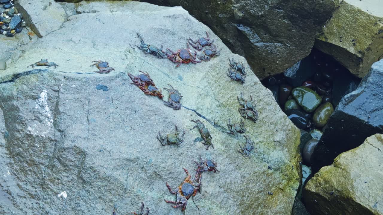 Crabs crawling over rocks near the shore, with a mix of sunlight and shadows