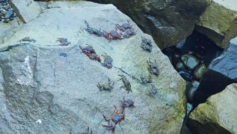crabs crawling over rocks near the shore, with a mix of sunlight and shadows