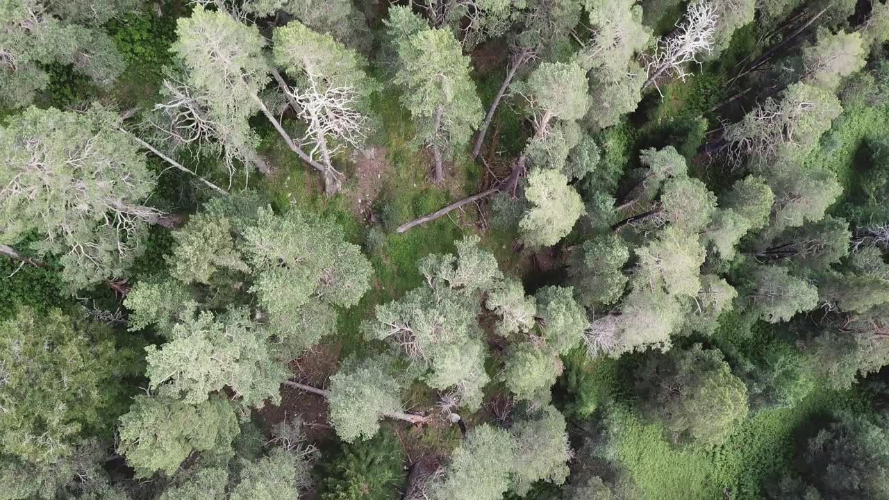 Aerial View of a Pine Forest