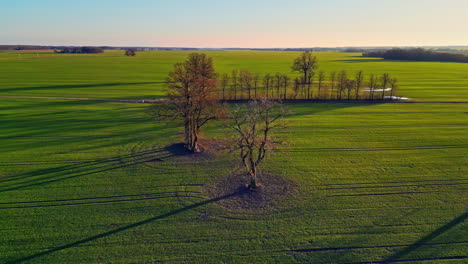 Naturaleza-Aérea-Paisaje-Verde-Hierba-Con-árbol-Muerto-Naranja,-Horizonte-De-Cielo-Azul-Claro