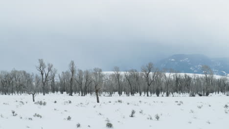 Weitwinkelaufnahme-Kahler-Bäume-Unter-Dunklen-Wolken-In-Den-Bergen-Im-Westen-Von-Wyoming