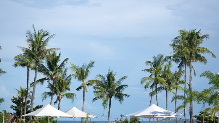 Palme da cocco imponenti e ombrelloni parasole presso il resort di lusso Shangri-La Mactan, Cebu, Filippine