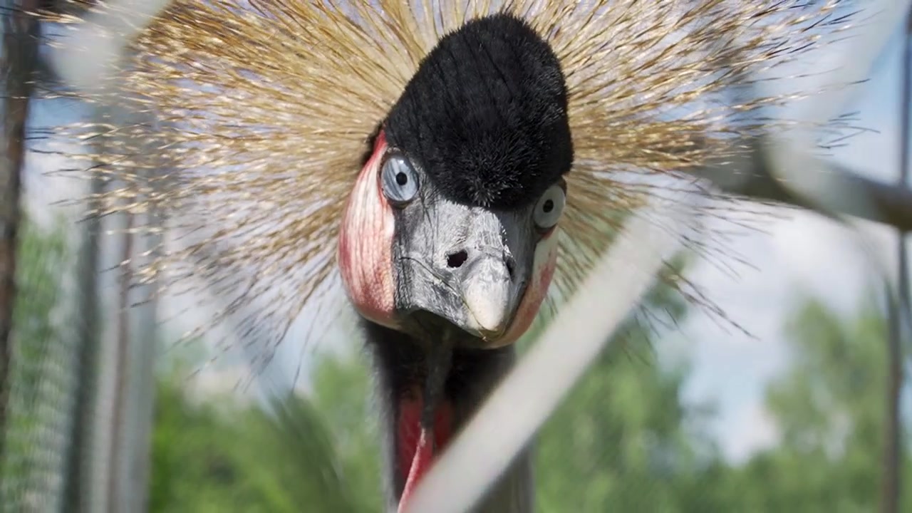 Primo piano sorprendente di una gru coronata nera che mostra la sua corona di piume dorate e vivaci segni facciali rossi accanto a un recinto di filo metallico