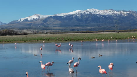 a flock of flamingos walking gracefully in shallow water, creating reflections under a bright sky, orbit with snowy mountain backgorund