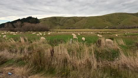A moving vehicle passes sheep grazing on rolling farmland under overcast skies near Lake Tekapo, New Zealand, with steady handheld camera movement