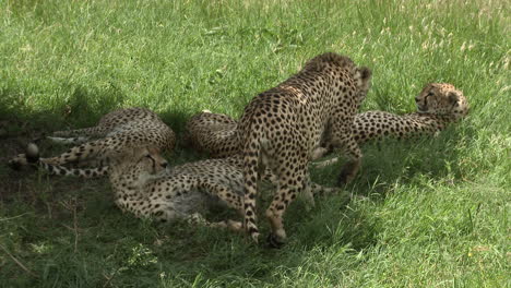 Cheetah-"the-five-brothers"-of-the-Maasai-Mara,-relaxing-together-in-the-shade-of-a-tree