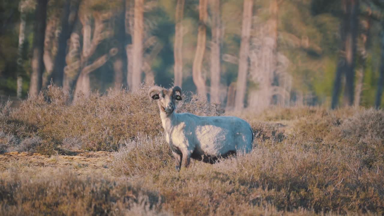 cabra salvaje en hábitat natural, rodeada de hierba seca