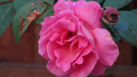 primer plano de flor rosa mojada después de la lluvia