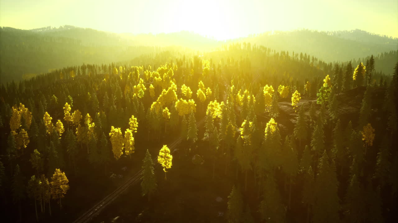 Golden sunlight illuminating a forest landscape at dawn