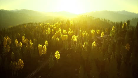 golden sunlight illuminating a forest landscape at dawn