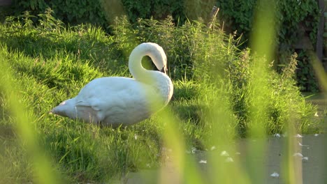 un solo cisne mudo blanco se sienta en la hierba verde junto a una zanja, aseándose, disparado a través de hojas de hierba desenfocadas en primer plano