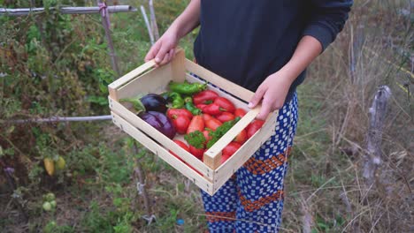 persona que sostiene una caja de verduras orgánicas frescas como tomates, pimientos y berenjenas en una granja sostenible y ecológica