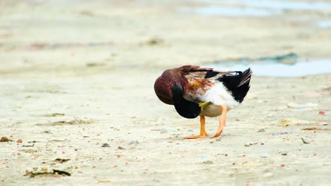 Silver-Appleyard-duck-bearing-the-scientific-name-Anas-platyrhyncos-is-a-British-dometicated-duck-with-a-yellow-or-greenish-beak