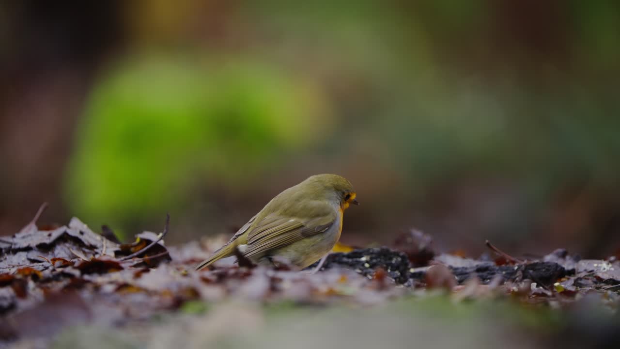 Eurasian robin on wet moss near reflective water, calm forest ambiance, soft detail visible