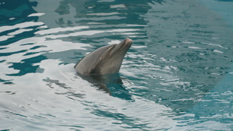 close up of a common bottlenose dolphin swimming in the pool at umino-mori aquarium in sendai, japan