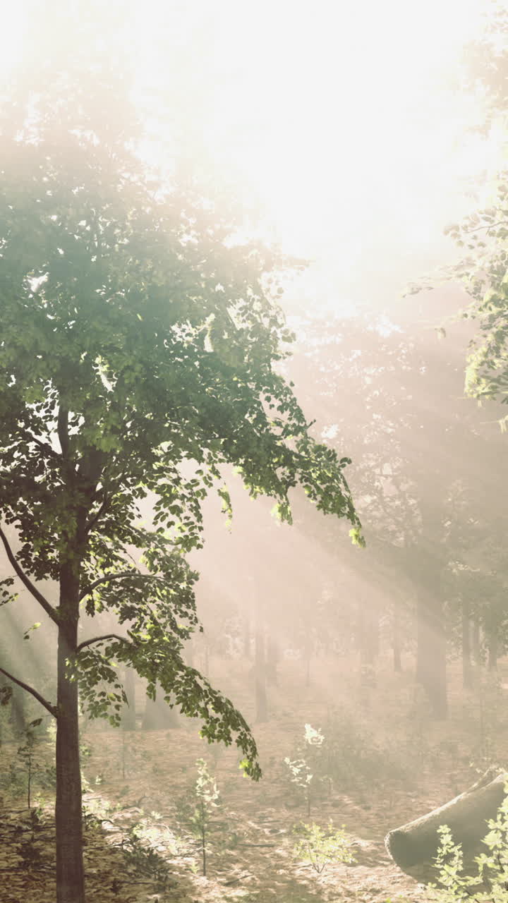 Sunlight dances through the trees in a serene forest during early morning hours
