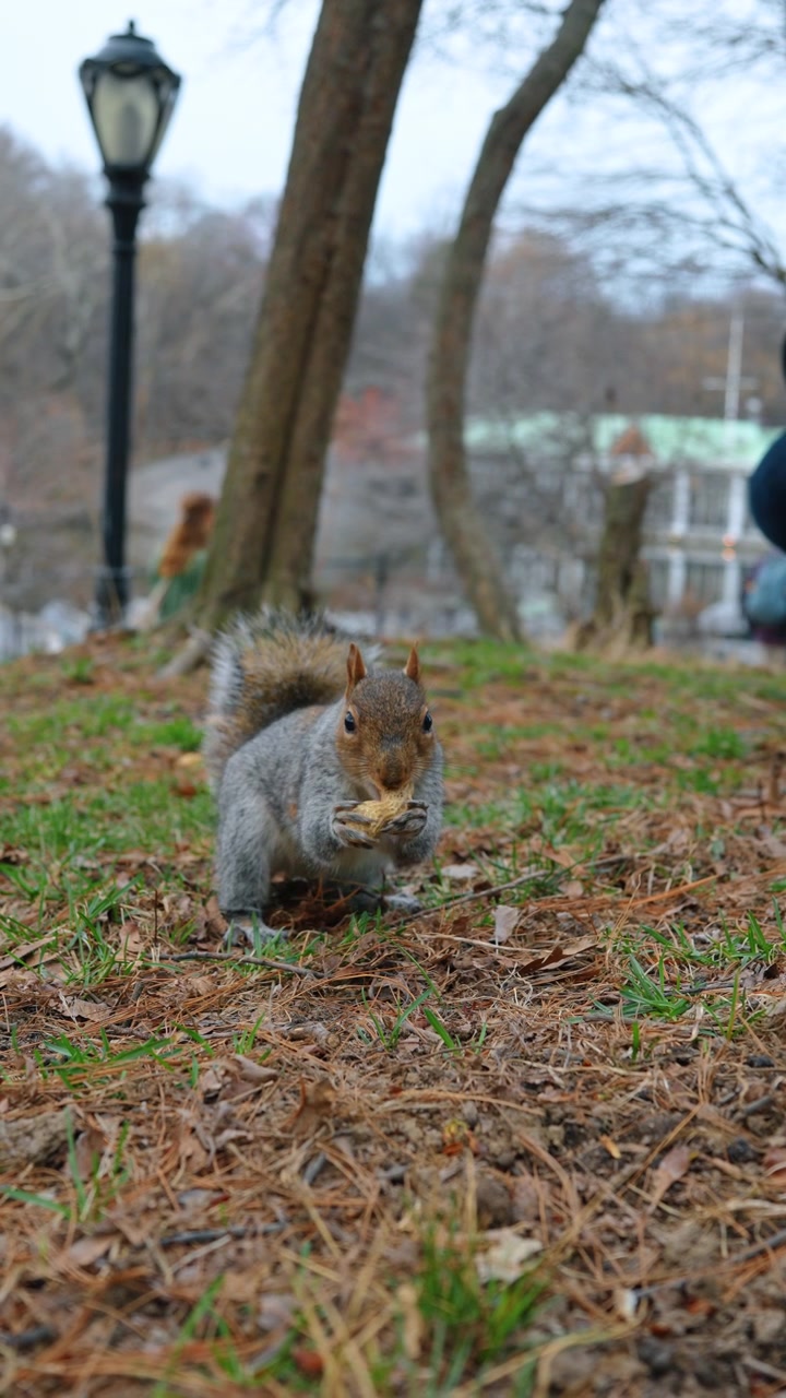 New York, USA, 24 March 2026: Gray squirrel eating peanut on Central Park ground. Close-up of an eastern gray squirrel holding a nut in its mouth on a grassy area in New York City.