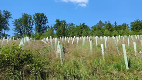 reforestation with tree seedlings with plastic tubes around the trunk, in the sauerland