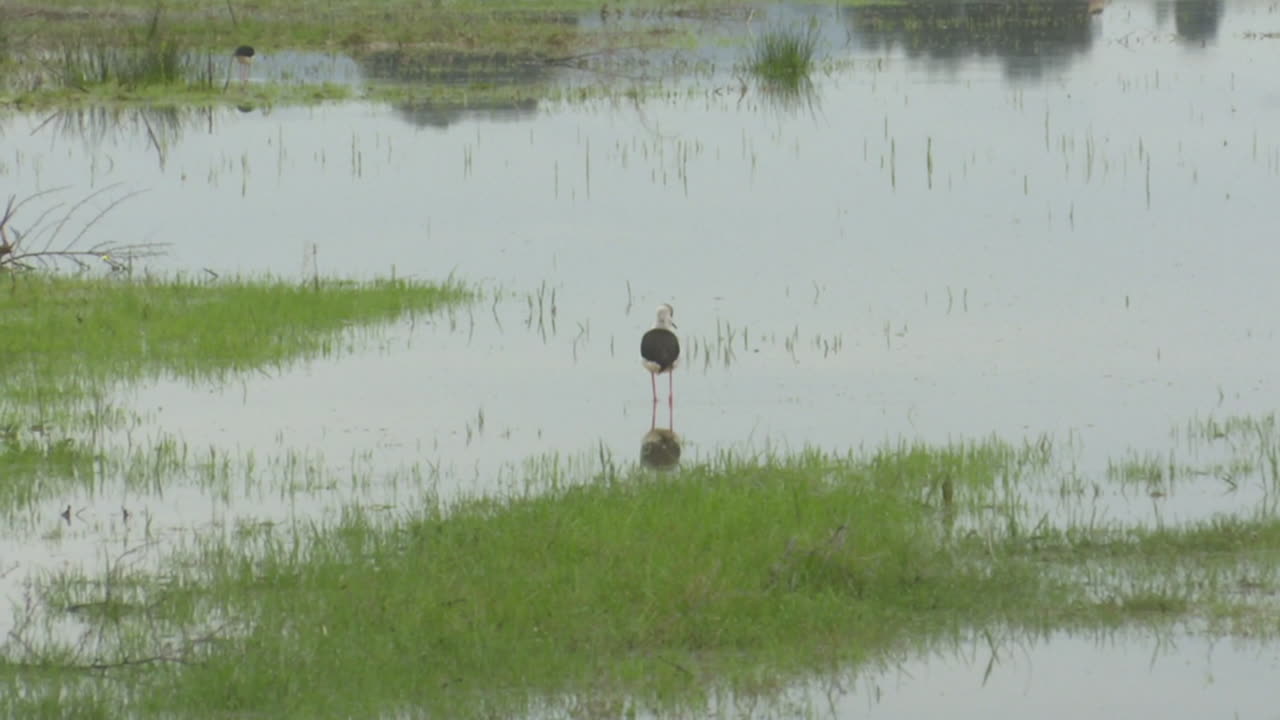 Black-winged Stilt in a Wetland