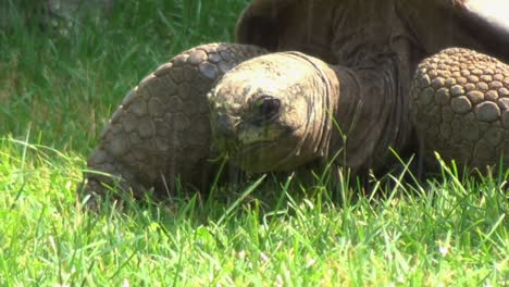 una tortuga grande masticando hierba bajo el sol